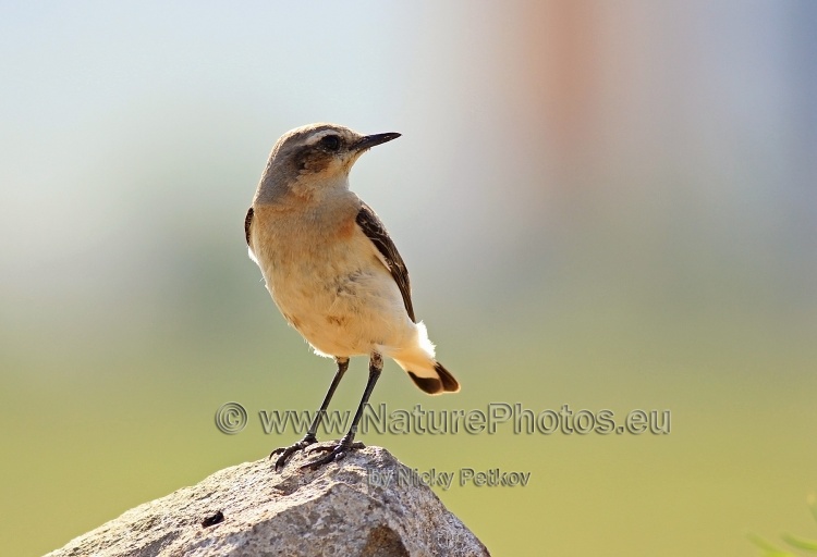 WildLife Photos of Birds, Wheatears & others, Northern Wheatear, Oenanthe oenanthe